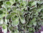 Saxifraga Cochlearis